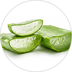 aloe-vera